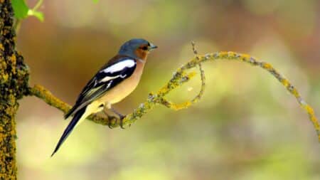 Beautiful blue, black, white and orange bird sitting on a tiny tree branch