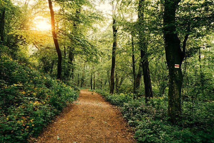 A empty path in the middle of a lush green forest with a burst of sunshine peeking through